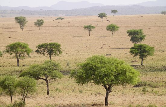 Sieht einfach nur schön aus!! Die Steppe ist ausgetrocknet. Die Tiere müssen Kilometer weit zum nächsten Wasserloch laufen. Futter gibt es hier kaum noch.