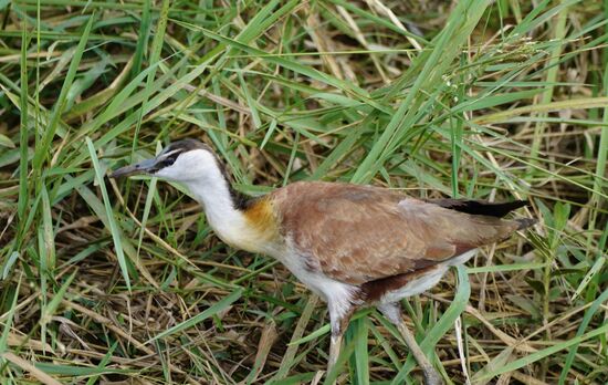 Nirgendwo auf der Welt gibt es so viele Vogelarten wir in Uganda