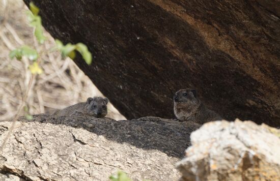 Wir fahren zum „Löwenfelsen“ und hoffen, noch mal den Löwen zu sehen, aber da hocken nur die „Ohrenlosen“ rabbit im Schatten rum