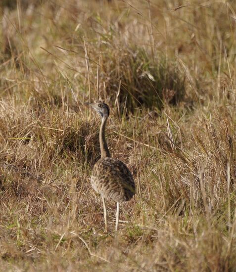 Ein süßer Langhals….