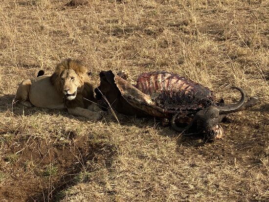 …..geht näher zu seiner Beute—furchtbare Fliegenschwärme werden dabei aufgescheucht—ein ekliges schwarzes Gewusel, was sich dann aber wieder fix niederlässt