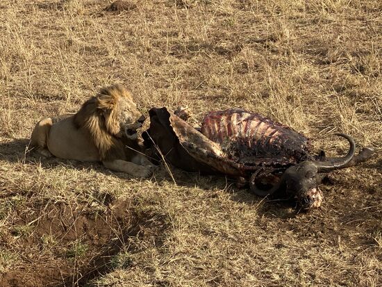 Noch will er nix abgeben, ab und zu umrundet er sein Festmahl