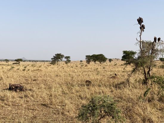 In größerer Entfernung liegt der Papa Löwe—satt und zufrieden
