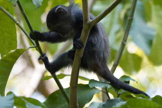 Das ist ein „Blue Monkey“ oder Diadem Meerkatze