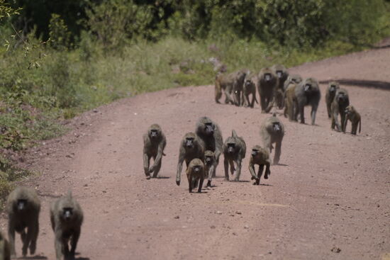 Immer wieder kommen uns große Gruppen von Pavianen entgegen