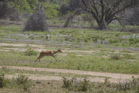 Auch erwischt! Die kleinen sind so wieselflink und hüpfen rasend durchs Bild