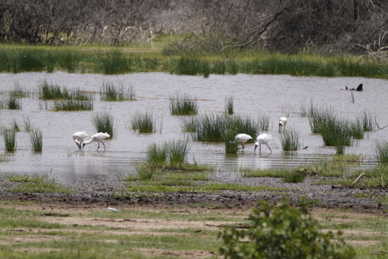 Diese Vögel sind das Einzige, was in diesem See lebt. Der See besteht zu 90% aus Salzwasser und hat keinen natürlichen Abfluss. Daher steigt die Karbonat-Konzentration immer mehr und alles in Ufernähe stirbt ab.