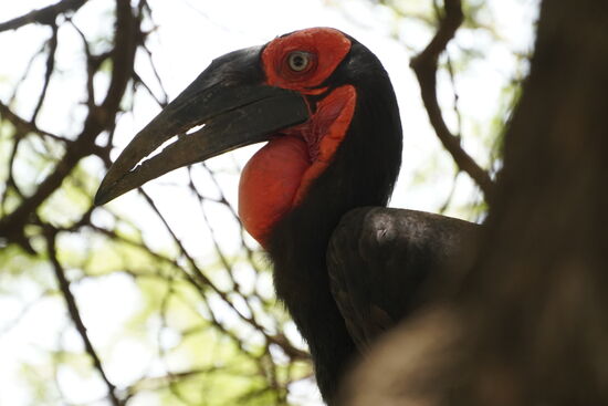 Schön und „häßlich“ zugleich