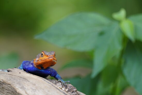 Eine farbenprächtige Echse