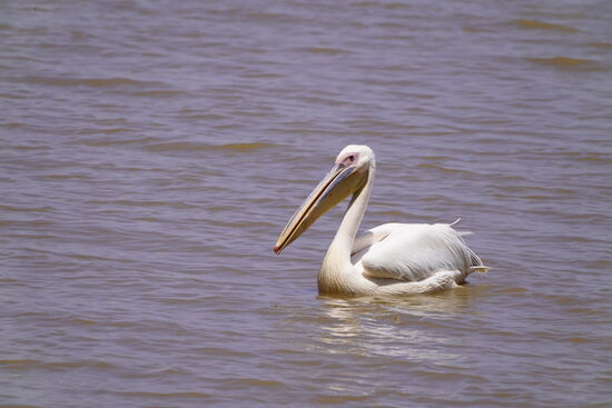 Stolzer Pelikan auf dem See.