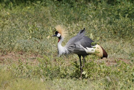 Der Kronen-Kranich…
