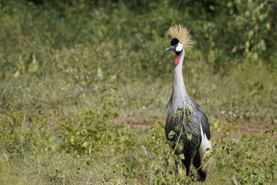 Das Wappenzeichen von Uganda!