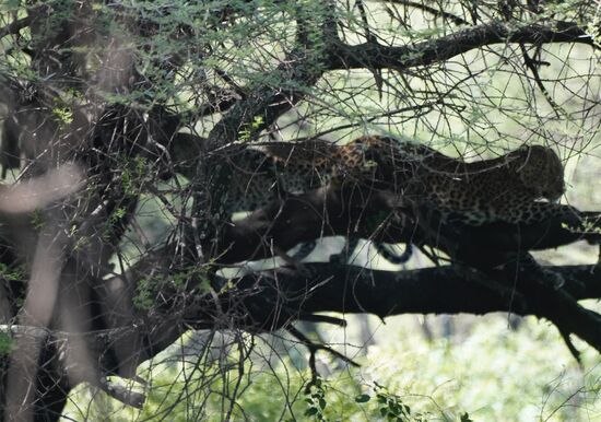 2 Leoparden bilden den Abschluss eines tollen Ausflugs !