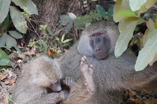 Paviane gibt es hier massenweise—die verhindern leider, dass es hier viele Leoparden gibt, erklärt uns Timothy.
Die Paviane treten immer im Rudel auf und sind sehr angriffslustig. Leoparden sind eher Einzelgänger und haben Respekt vor diesen „Monstern“
Die Paviane töten auch schon mal den Nachwuchs der Raubkatzen, wenn die Mutter auf Futtersuche ist und die Babies allein sind.