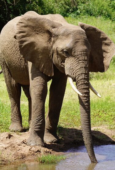 Ohren nach vorn beim Wasser ansaugen…..