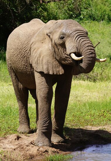 Ohren anlegen beim reinschlürfen….