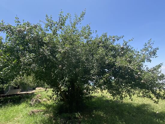 Ein riesiger Baum mit merkwürdigen Früchten