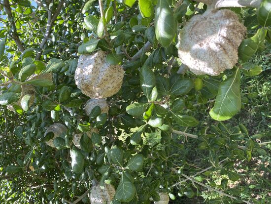 Es sind Gardenia Fruits! Man kann sie nicht essen, sie sind aber auch nicht giftig.