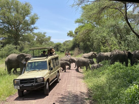 In diesem Park gibt es sehr viele Elefanten und (leider) auch viele andere Jeeps mit Besuchern.