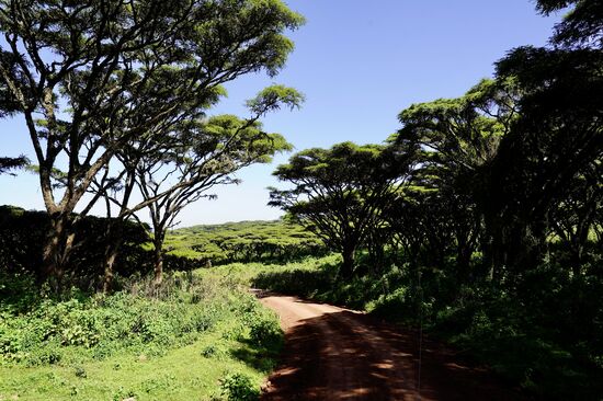 Wir fahren in den Krater hinein durch zahlreiche Tellerakazien