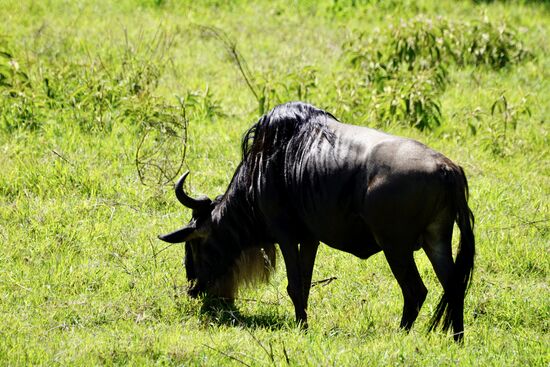 Es leben hier 3-5 Millionen Gnus —sie sind 10 Monate im Jahr auf Wanderung und legen dabei 1200km zurück