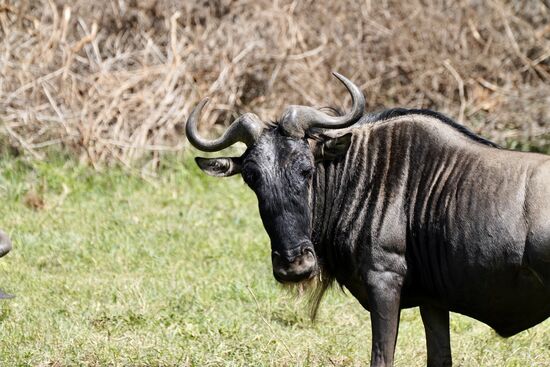 Im Februar bis April sind sie hier um Junge zu bekommen