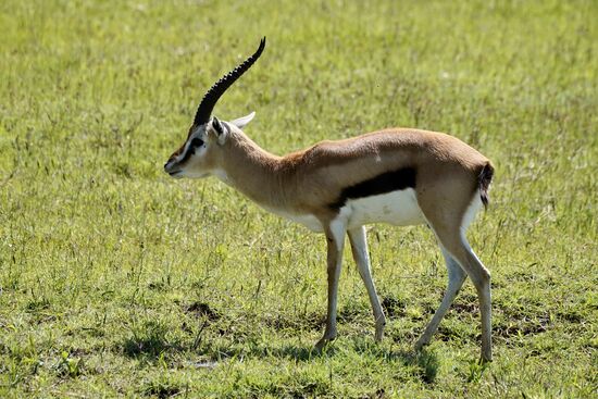 Das sind die Thomson Gazellen mit dem Streifen am Bauch