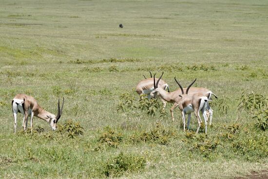 Die Grant-Gazelle ohne Streifen am Bauch