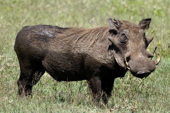 Pumba Papa lässt uns nicht aus dem Auge