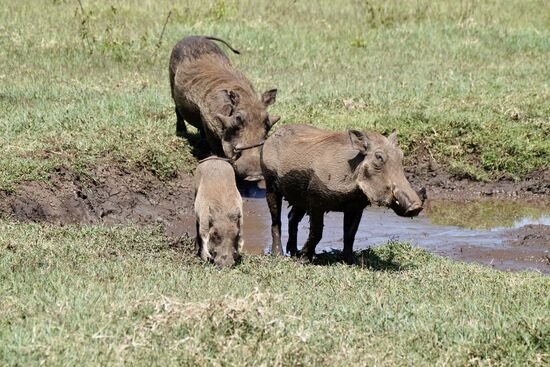 Sohnemann will noch nicht so recht. Will vermutlich kein „Dreckschwein“ sein 