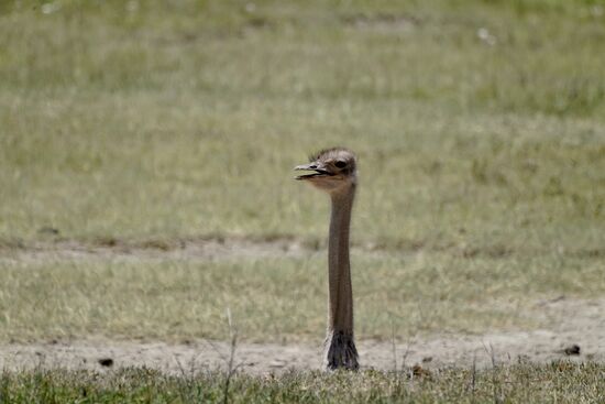 Wer hat ihn denn vergraben?????