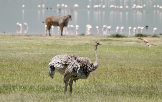 So friedlich so viele Tierarten beieinander. Die Strauß-Weibchen sind silbergrau