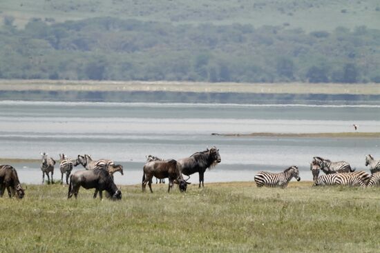 Gnus und Zebras verstehen sich sehr gut. Sie waren sich auch gegenseitig vor Feinden.