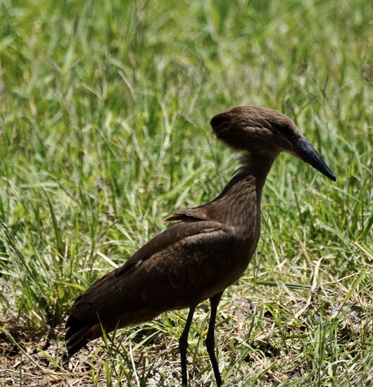 Hammerkopf-Vogel, den wir schon aus Uganda kennen