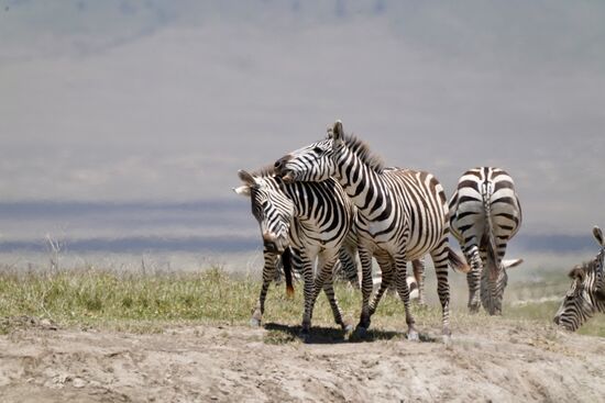 Die Zebras kabbeln sich immer
