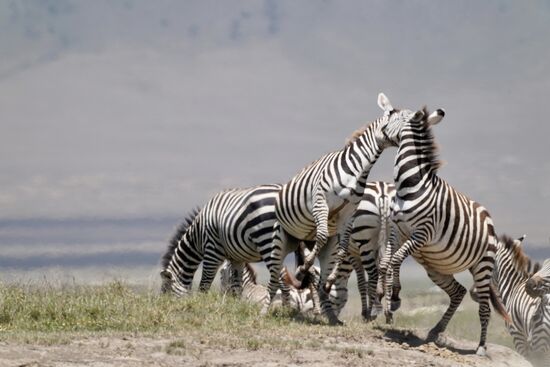 Richtige Kämpfe finden da statt!