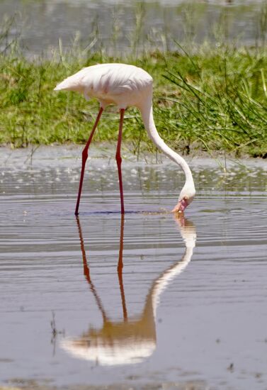 Flamingos haben so etwas majestätisches.