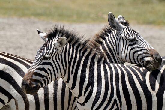 Nun vertragt euch wieder…
