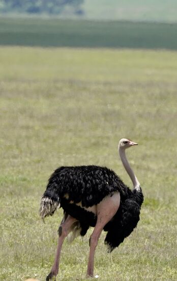 Wir sehen auch mehrere Strauße—hier der männliche—wie wir ihn kennen, in schwarz-weiß