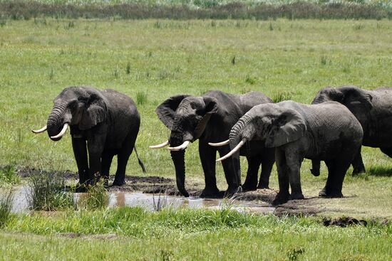 Elefanten gibt es im Krater wenige. Sie bewohnen eher die höheren Gebiete. Hier finden sie mehr Nahrung.