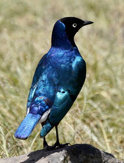 Wie schon in Uganda gibt es hier unzählige Vogelarten. Wir können uns garnicht satt sehen und Thomas muss ständig fotografieren. Unser Guide ist nun schon sehr auf Vögel fokussiert