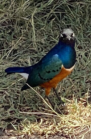 Sie warten, on was beim Lunch runterfällt