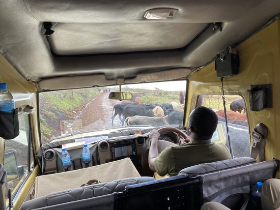 Immer wieder überqueren Herden die Straße und bremsen uns aus