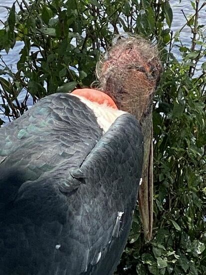 Wie der Golom—oder??