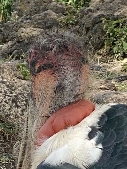 Aber der Stock-Marabu fasziniert mich—er kann ja nichts dafür…