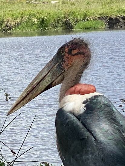 Ich benutze mal die Worte meiner Reisefreundin: „Was hat sich der liebe Gott nur bei der Schöpfung dieser armen Geschöpfe gedacht? Sie sind SO hässlich….“
Dieser Satz spricht mir aus der Seele
