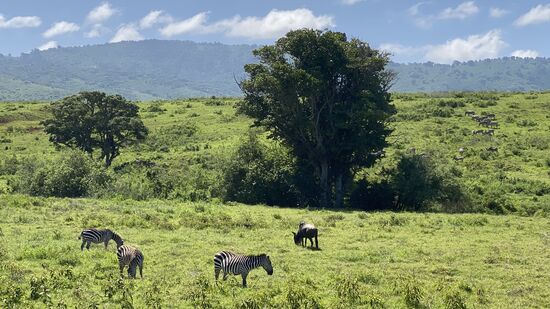 Alles sieht so grün und frisch aus.