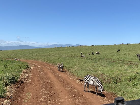 Immer wieder überqueren Zebras die Fahrbahn. Zurzeit befinden sich sehr viele Zebras und Gnus im Krater auf. In den Monaten Dezember bis März halten sie sich hier auf und bekommen ihre Jungen. Im März geht es dann auf Wanderung. Alle Tiere in der Serengeti und dem Ngorongoro-Krater gehen dann auf Wanderung: die Great Migration. Im Uhrzeigersinn ziehen die Herde durch die Serengeti. 600 km legen sie dann zurück um im Winter wieder hier zu sein. Die ziehenden Herden kennt  ihr sicherlich aus „König der Löwen“