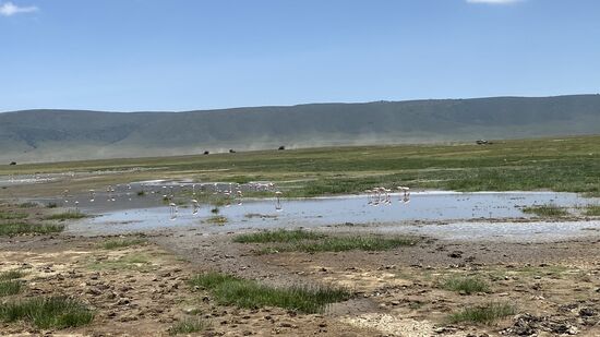 An einer der vielen Wasserstellen im Krater sehen wir zahlreiche Flamingos. Das Wasser hier ist alkalisch.
