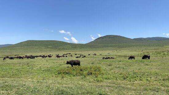 Im Krater sind auch sehr viele Büffel zu finden.